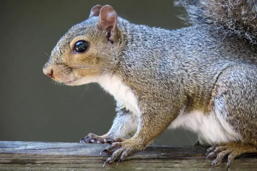 ways to keep squirrels off bird feeders